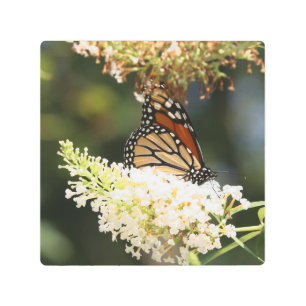 Monarch butterfly sipping nectar metal print