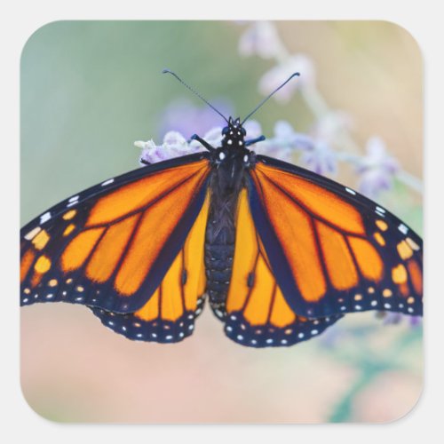 Monarch Butterfly Square Sticker