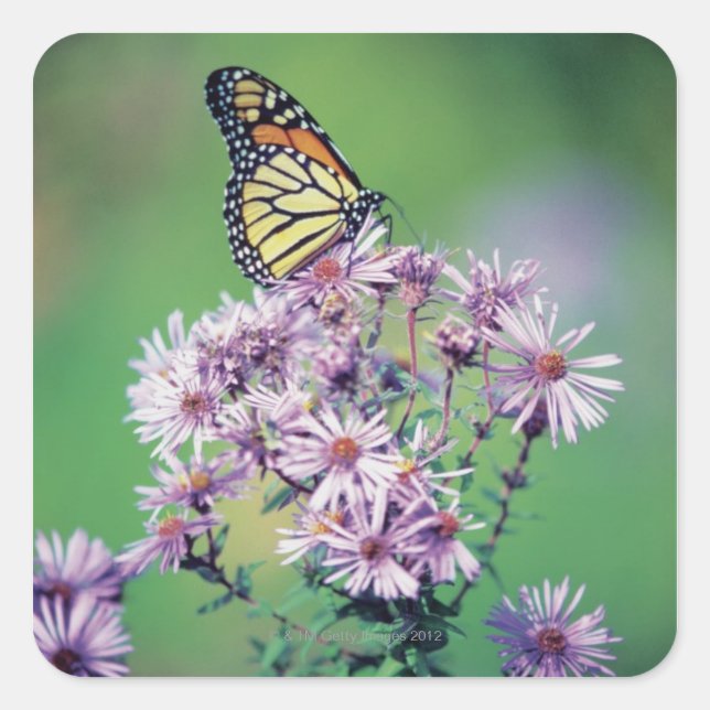Monarch Butterfly Square Sticker (Front)