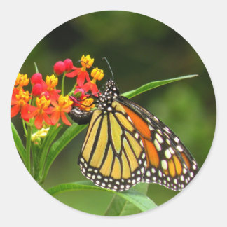Monarch Butterfly Sticker