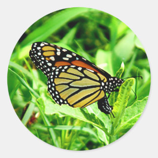 Monarch Butterfly Sticker