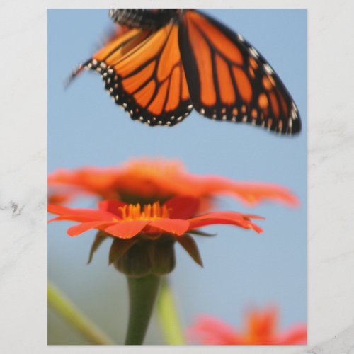 Monarch Butterfly Takes Flight