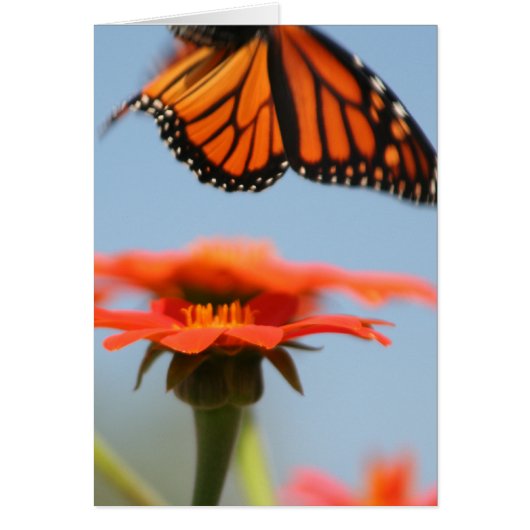 Monarch Butterfly Takes Flight Cards (Front)