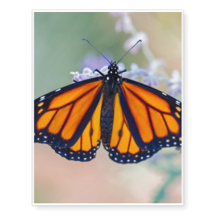 Monarch Butterfly Temporary Tattoos