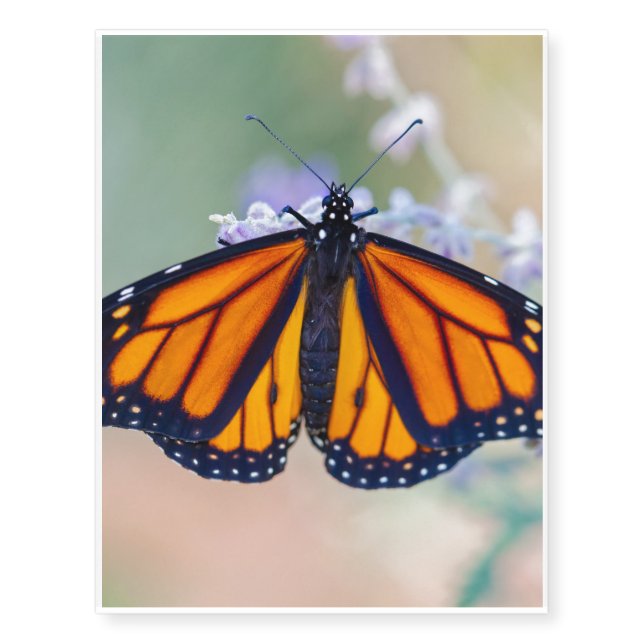 Monarch Butterfly Temporary Tattoos (Front)
