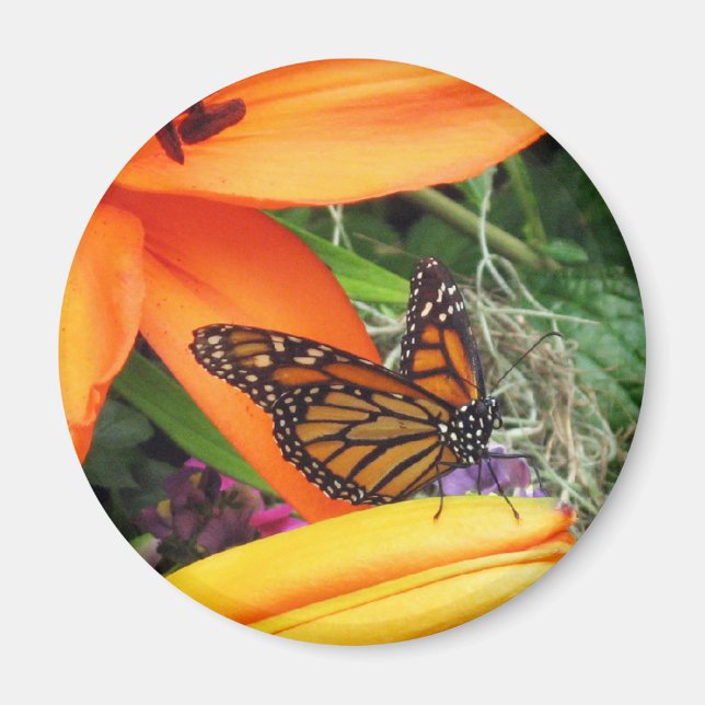 Monarch Butterfly Throne Refrigerator Magnet (Front)