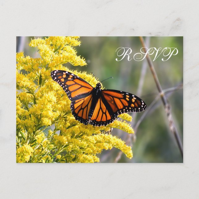Monarch Butterfly Wedding RSVP Postcard (Front)