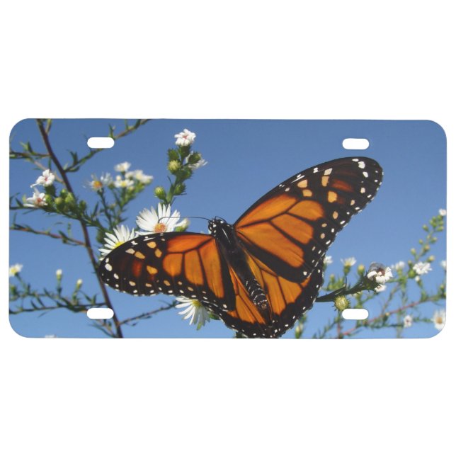 Monarch butterfly White daisies License Plate (Front)