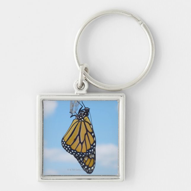 Monarch Butterfly, with Chrysalis Keychain (Front)