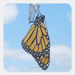 Monarch Butterfly, with Chrysalis Square Sticker