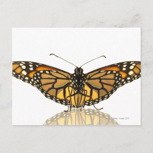 Monarch butterfly with wings spread postcard