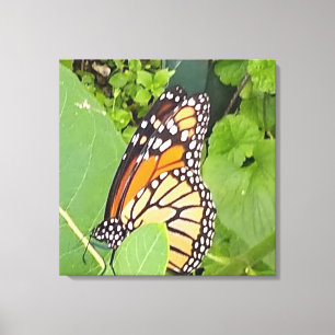Monarch Butterfly Wrapped Canvas Print