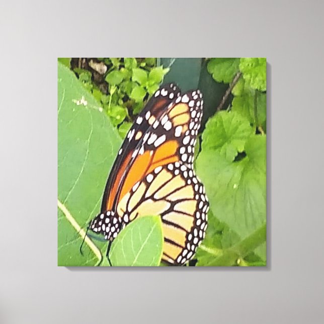 Monarch Butterfly Wrapped Canvas Print (Front)