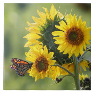 Monarch Butterfly Yellow Sunflowers Tile