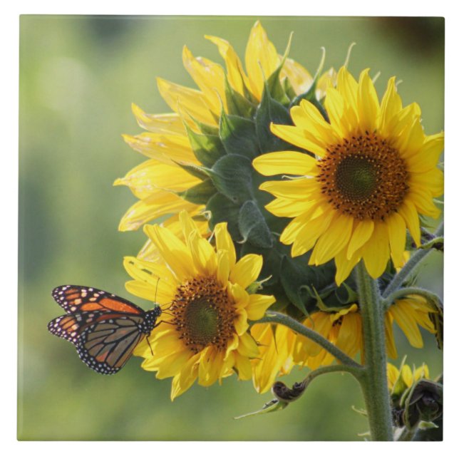 Monarch Butterfly Yellow Sunflowers Tile (Front)