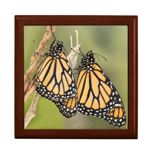 Monarch Butterflys Gift Box (Front)