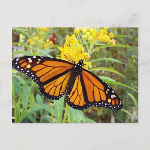 Monarch butterfy _ Postcard