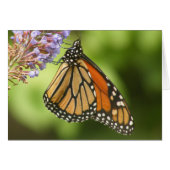 MONARCH CARDS (Front Horizontal)