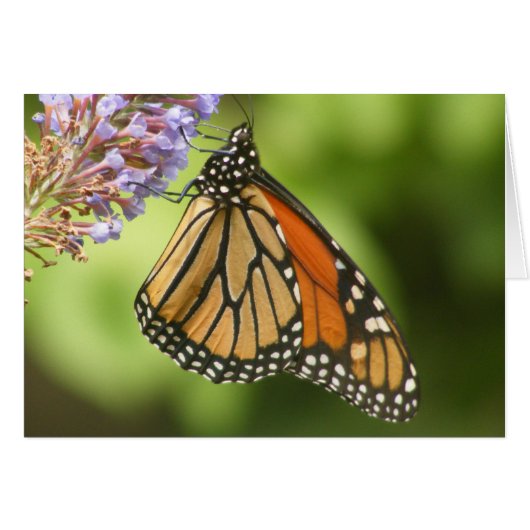 MONARCH CARDS (Front Horizontal)