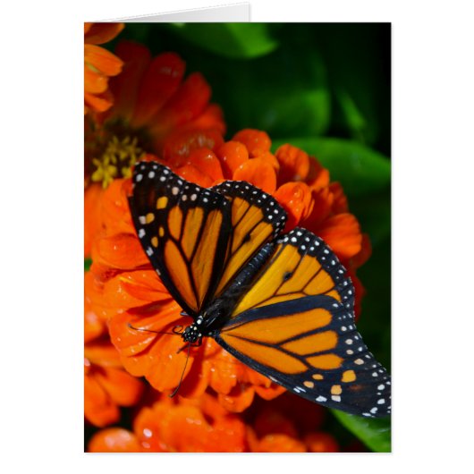 Monarch Cards (Front)