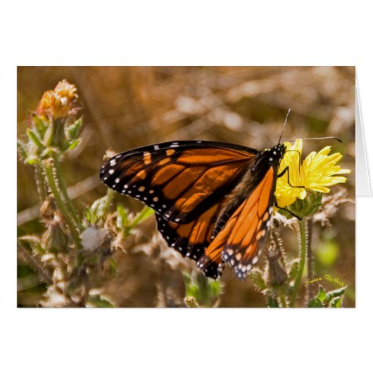 Monarch Cards (Front Horizontal)