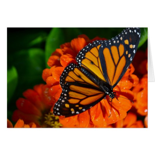 Monarch Cards (Front Horizontal)