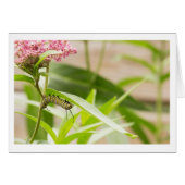 Monarch Catepillaar on Flowering Milkweed Plant (Front Horizontal)