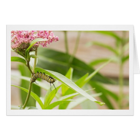 Monarch Catepillaar on Flowering Milkweed Plant (Front Horizontal)