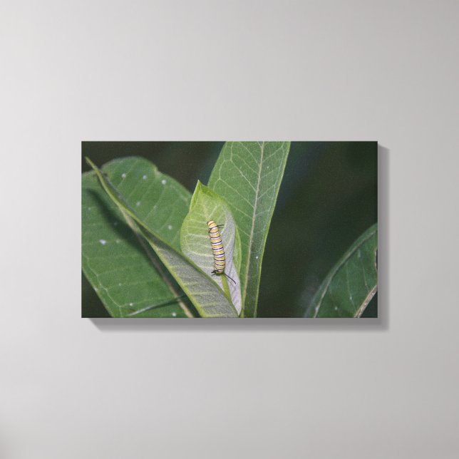 Monarch Caterpillar canvas print (Front)