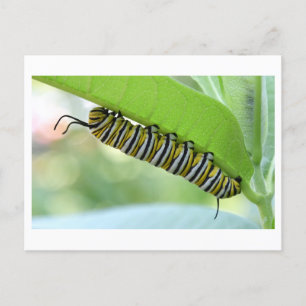 Monarch Caterpillar Close-up Photo Postcard