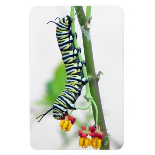 Monarch Caterpillar Flexible Magnet