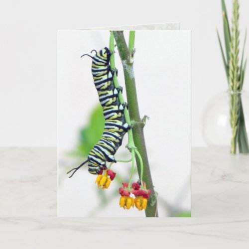 Monarch Caterpillar Greeting Card