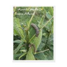 Monarch Caterpillar On Common Milkweed Postcard