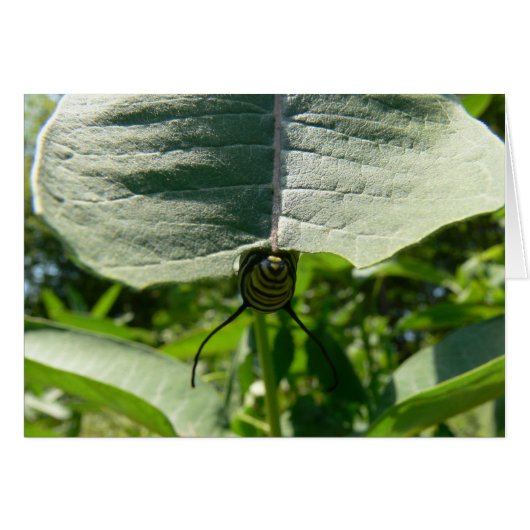 Monarch Caterpillar on Milkweed (Front Horizontal)