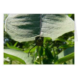 Monarch Caterpillar on Milkweed Cards