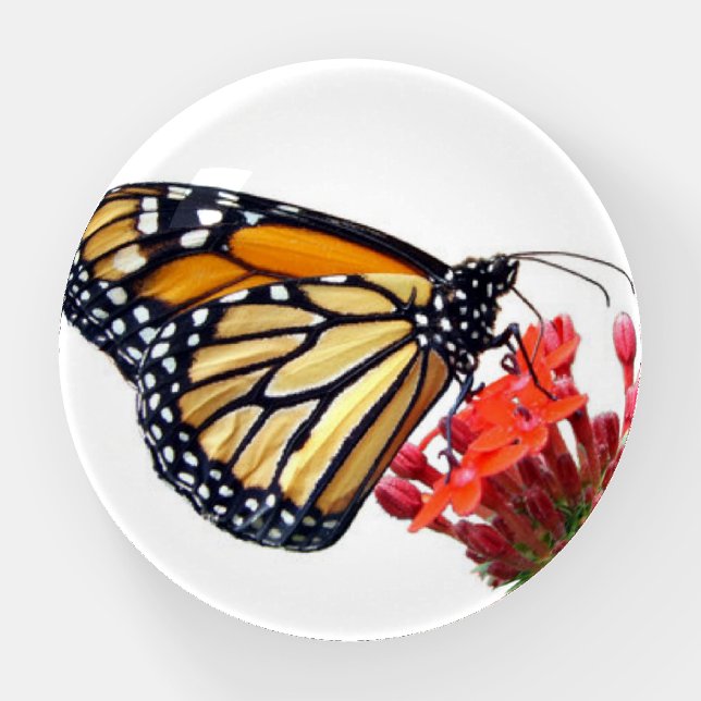 Monarch caterpillar paperweight (Front)