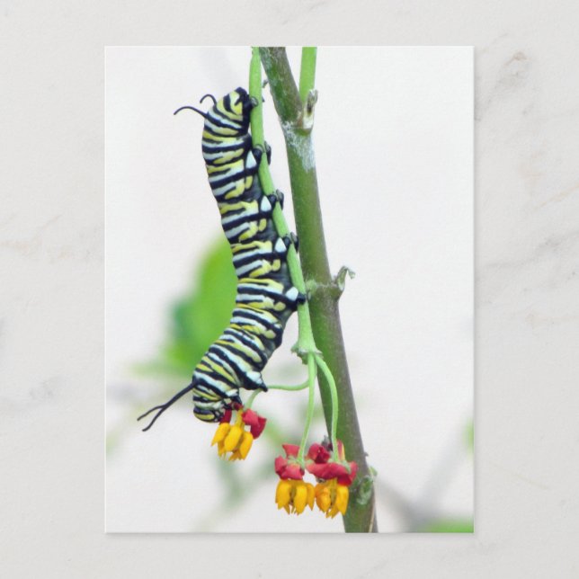 Monarch Caterpillar Postcard (Front)