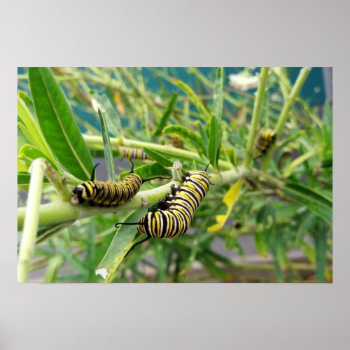 Monarch Caterpillar Poster