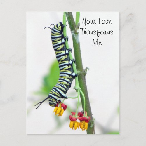 Monarch Caterpillar Valentine Postcard