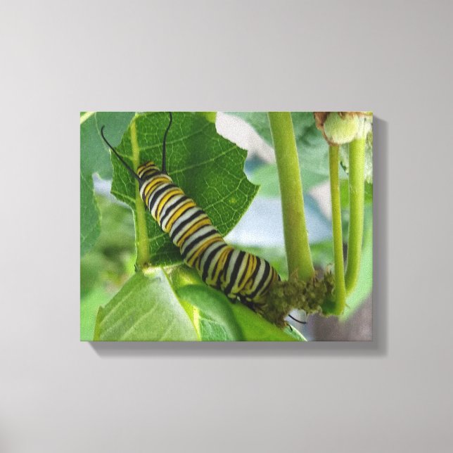 Monarch caterpillar Wrapped Canvas Print (Front)