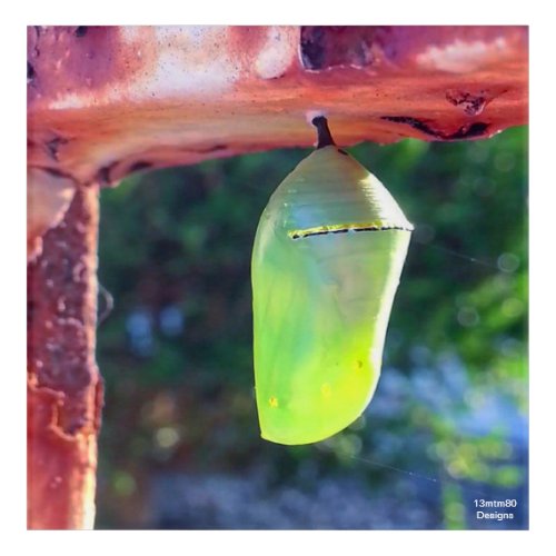 Monarch Chrysalis 2018 _ Acrylic Print