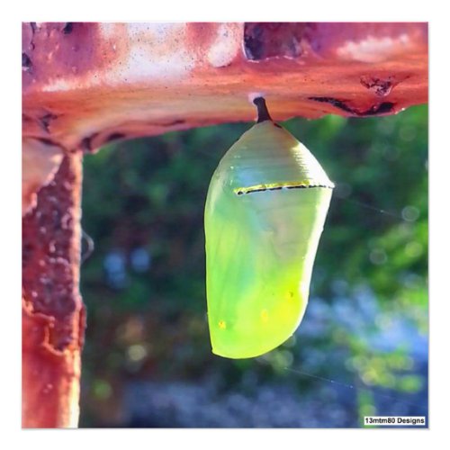 Monarch Chrysalis 2018 _ Photo Print