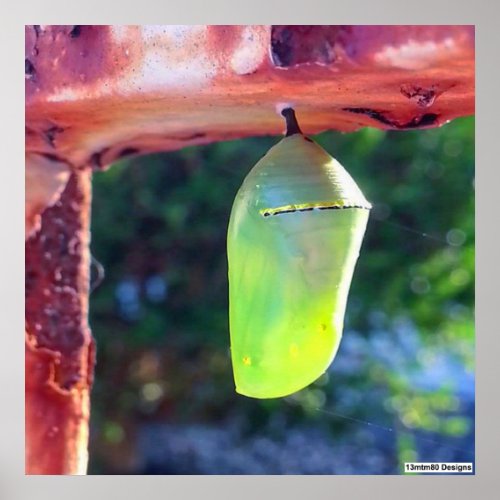 Monarch Chrysalis 2018 _ Poster