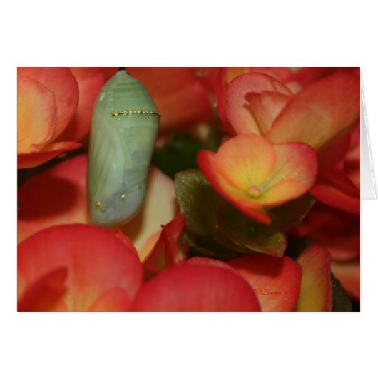 Monarch Chrysalis Cards (Front Horizontal)
