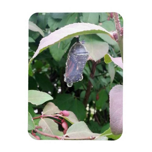 Monarch Chrysalis Magnet