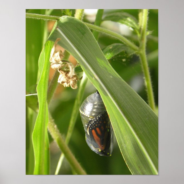 Monarch_Chrysalis_P9120583_cropcpyrt Poster (Front)