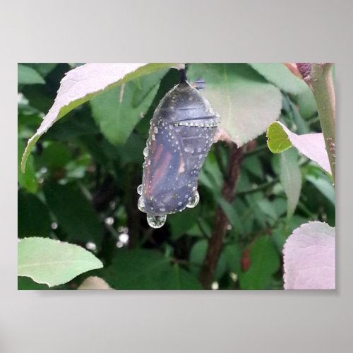 Monarch Chrysalis Poster