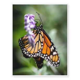 Monarch Danaus Plexippus Temporary Tattoos