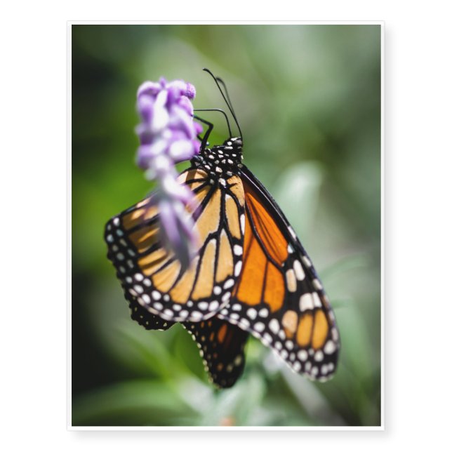 Monarch Danaus Plexippus Temporary Tattoos (Front)