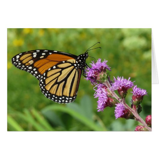 Monarch feeding on Liatris Cards (Front Horizontal)